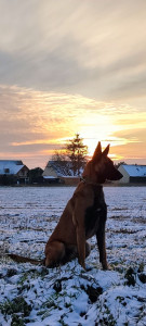 Photo de galerie - Garde chien