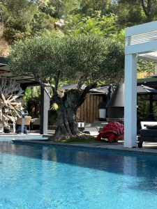 Photo de galerie - Taille de haies et d'arbustes