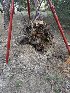 Photo de galerie - Enlèvement de souche 