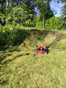 Photo de galerie - Débroussaillage d'un terrain Avec de l'herbe haute d' un mètre et mise en état de pelouse.