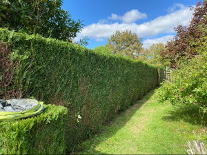 Photo de galerie - Taille de haies et d'arbustes