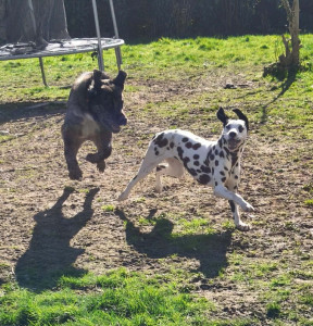 Photo de galerie - Garde chien