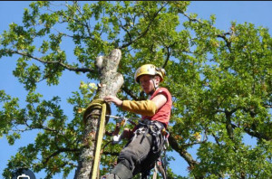 Photo de galerie - Elagage et coupe d'arbres
