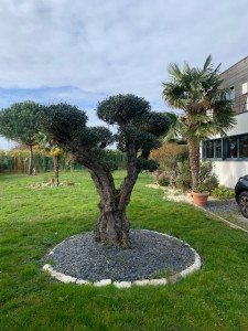 Photo de galerie - La coupe en nuage d'un olivier