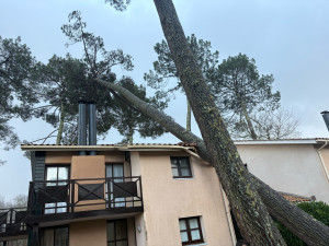 Photo de galerie - Elagage et coupe d'arbres
