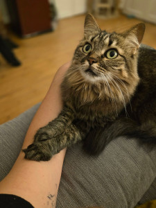 Photo de galerie - Garde animaux 