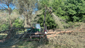 Photo de galerie - Elagage et coupe d'arbres