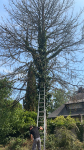 Photo de galerie - Elagage et coupe d'arbres