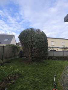 Photo de galerie - Rabattage d'un laurier 