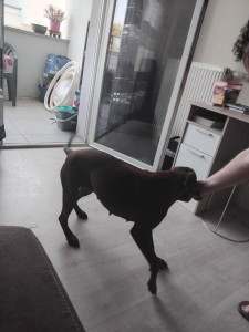 Photo de galerie - J ai garder cette chienne 2 semaine au mois d aout 