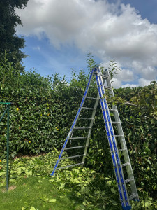 Photo de galerie - Taille de haie et d’arbustes en tout genre