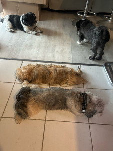 Photo de galerie - Garde chien