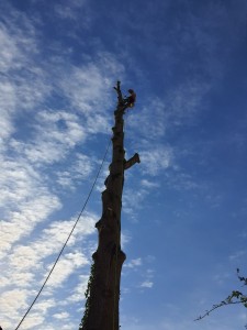 Photo de galerie - Abattage d'un grand arbre 
