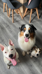 Photo de galerie - Twix berger australien, unyx jack Russel mes chiens, et Alina staffie en garde jusqu’à son adoption 