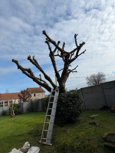 Photo de galerie - élagage 