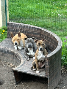 Photo de galerie - Garde de chien