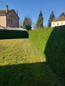 Photo de galerie - Taille de haie