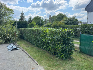 Photo de galerie - Taille de laurier fini 