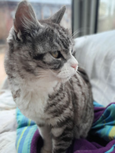 Photo de galerie - Garde animaux