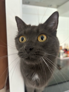 Photo de galerie - Visite de chat pour une durée de 4 jours (passage une fois par jour), remplissage des gamelles d’eau et de croquettes, nettoyage de la litière et jeux ! 