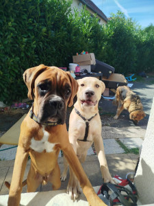 Photo de galerie - Garde chien