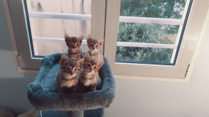 Photo de galerie - Possibilité de venir donner à manger/boire aux animaux 