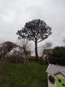 Photo de galerie - Relevé de couronne sur pin: Après