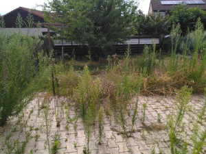 Photo de galerie - Tonte de pelouse - Débroussaillage