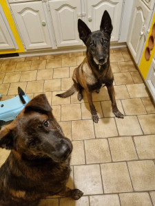 Photo de galerie - Deux chiens adorables gardés précédemment ?