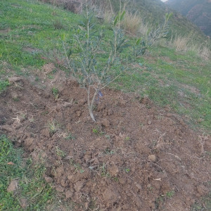 Photo de galerie - Plantation des oliviers