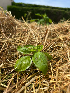 Photo de galerie - Jardinier