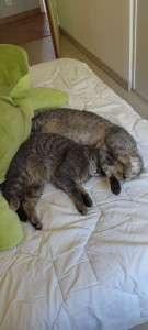 Photo de galerie - Je me présente Rachel.
Étant une amoureuse inconditionnelle de nos petits félins, je propose mes services pour la garde de vos minous pendant votre absence.
N' hésitez pas à me contacter si vous en avez besoin.
Cordialement.
Rachel ?