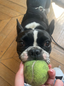 Photo de galerie - Garde de Lilo ! ? un bulldog français 