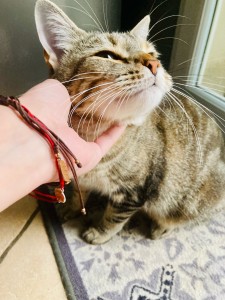 Photo de galerie - Garde animaux