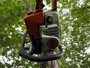 Photo de galerie - Abatage d'un accacia qui menacer de tomber