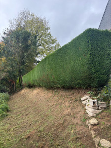 Photo de galerie - Taille de haie cyprès 