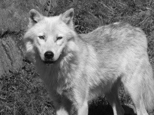 Photo de galerie - Garde chien