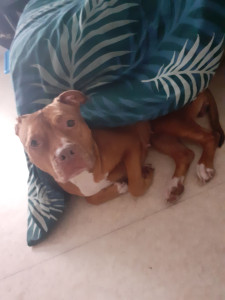 Photo de galerie - Garde chien