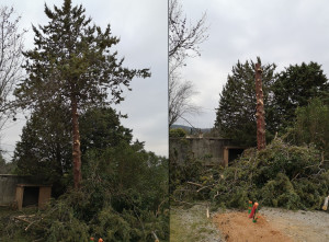 Photo de galerie - Abattage par démontage. 