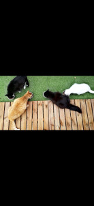 Photo de galerie - Nos 4 chats 