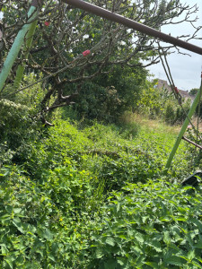 Photo de galerie - Tonte de pelouse - Débroussaillage