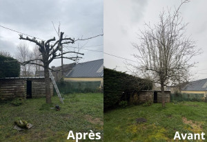 Photo de galerie - Taille de haies et d'arbustes