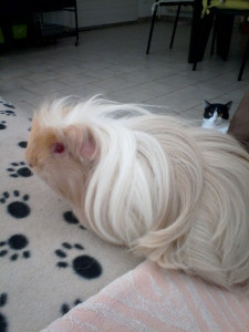 Photo de galerie - Garde animaux