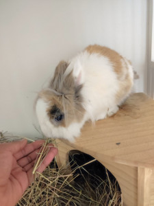Photo de galerie - Garde animaux