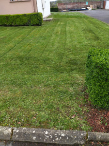 Photo de galerie - Tonte de terrain