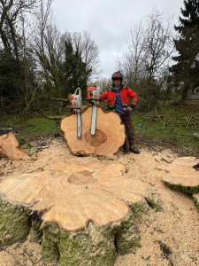 Photo de galerie - Elagage et coupe d'arbres