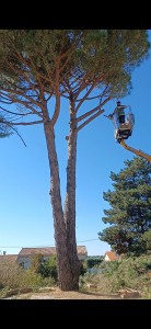 Photo de galerie - Elagage et coupe d'arbres