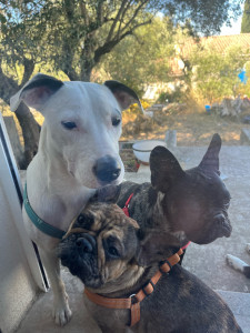 Photo de galerie - Les 4 chiens que je garde qui attendent que je mette mes chaussures pour les promener !