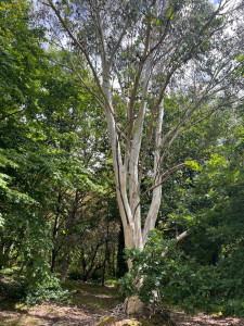 Photo de galerie - Elagage et coupe d'arbres