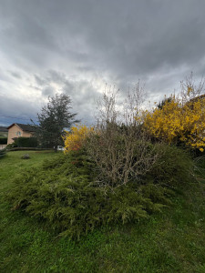 Photo de galerie - Taille de haies et d'arbustes